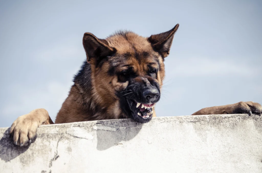 A German Shepherd with bared teeth looks over a wall, displaying a protective or aggressive stance against a clear sky backdrop.